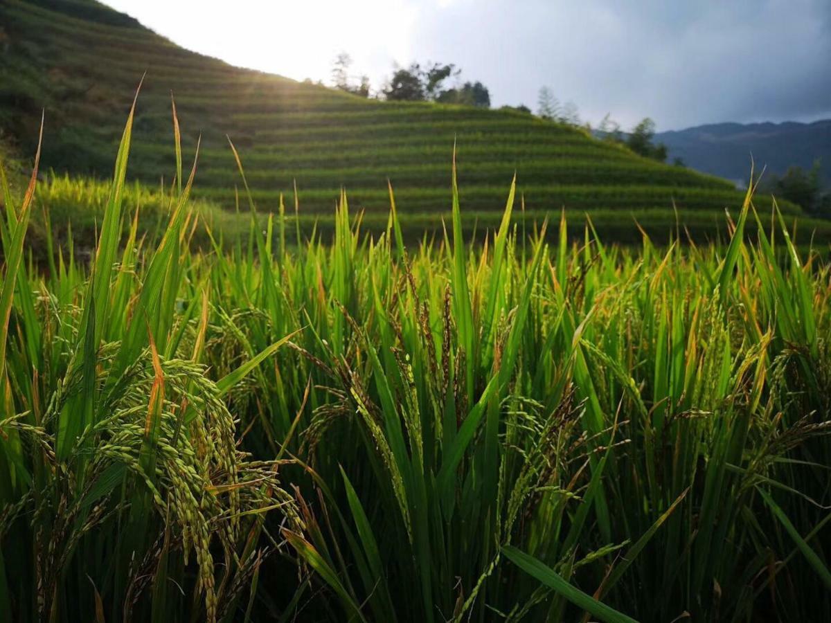Longji Terrace La Vie Inn Луншэн Экстерьер фото